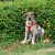 2 month old, brown and white, female Indie puppy available for adoption in Bangalore