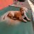 Male Dachshund available for adoption in Bangalore