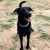 Adopt male Labrador mix breed dog in Bangalore