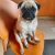 Female pug available for adoption in Bangalore