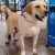 1 year old female Labrador available for adoption in Bangalore
