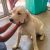 1 year old male Labrador available for adoption in Bangalore