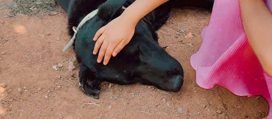 Tom, an adult dog adopted by Prathwiraj as a companion for his daughter