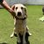 Male Labrador available for adoption