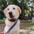 Golden retriever for adoption in Bangalore
