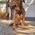 Dachshund dog for adoption