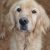 Golden Retriever for adoption