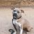 Adopt female pitbull in Bangalore