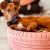Puppy for adoption