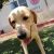 Labrador for adoption