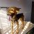 Young Indie dog for adoption