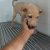 Puppy for adoption in Bangalore