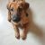 Puppy for adoption