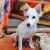 Pomeranian puppy for adoption in Bangalore