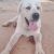 Labrador for adoption in Bangalore