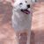 Pomeranian for adoption in Bangalore