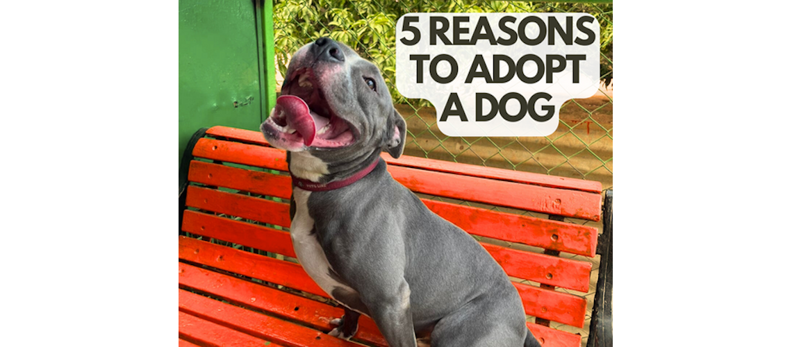 5 reasons why to adopt dogs